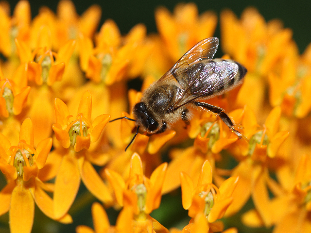 The EPA cited pollinator health concerns in its decision to halt the approval of any new outdoor uses of neonicotinoid products. (DTN photo by Pamela Smith)